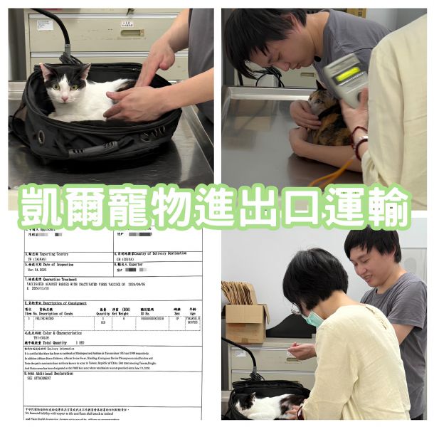 2025/03/04『中國』-兩隻家貓跟主人一同飛中國團圓~~~~~